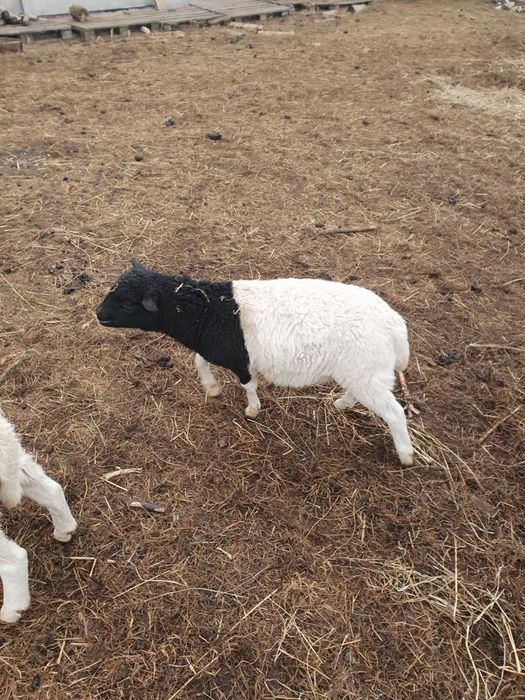 Dorper dorpery baran owce owca