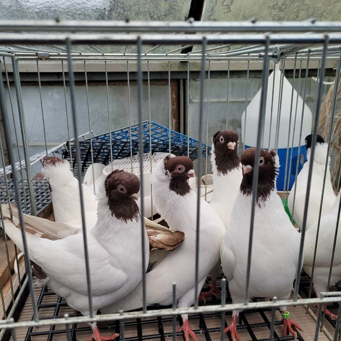 Barwnogłówka poznańska czarna, czerwona