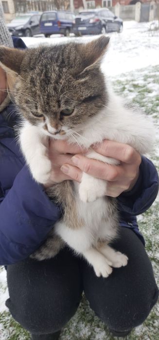 Кішечка кошеня дівчинка