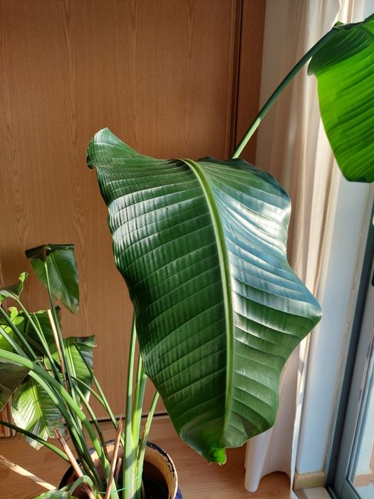 Strelitzia nicolai 150-170cm