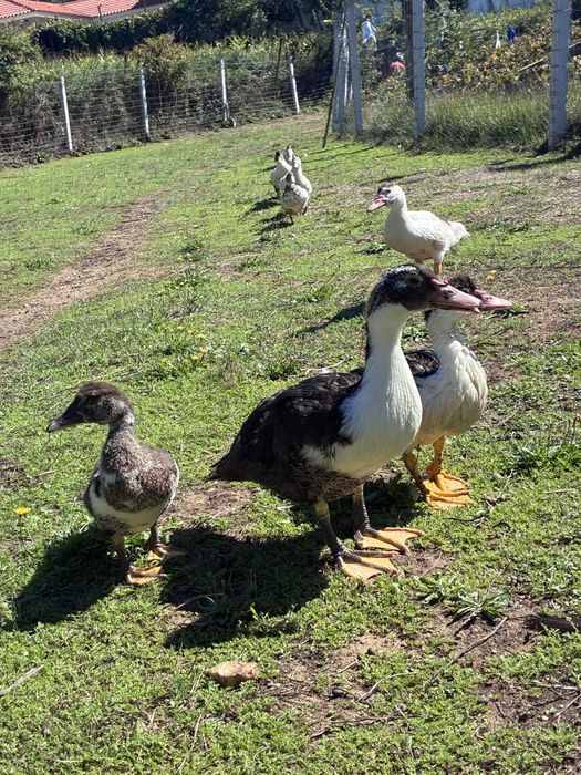 Patos mudos pequenos