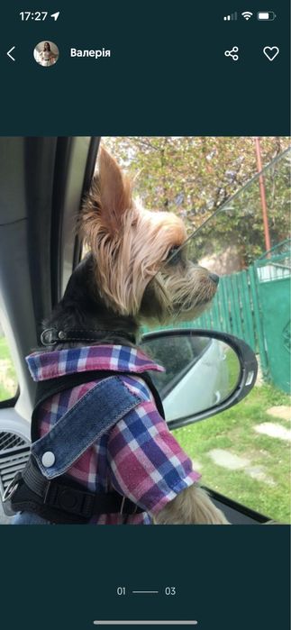 В‘язка йоркширський терєр