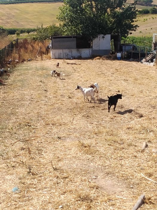 Cabras anãs mais machos do que fêmeas