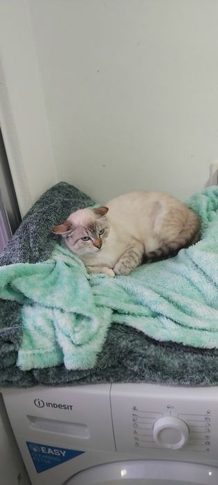 Gatinha junior esterilizada para adoção