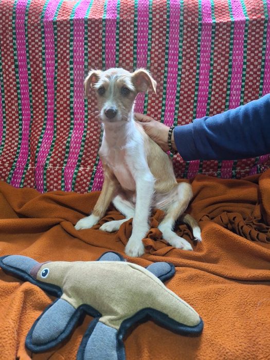 Bebés porte pequeno/médio