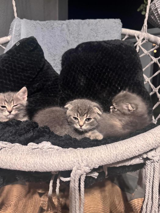 Продам висловухих кошенят