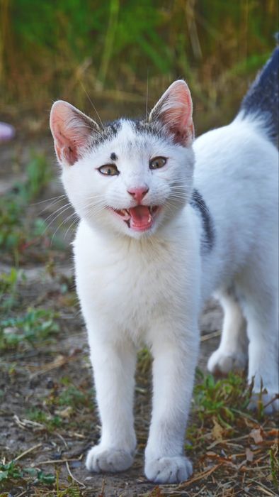 Kotki do adopcji
