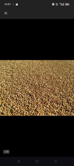 Sprzedam pszenice