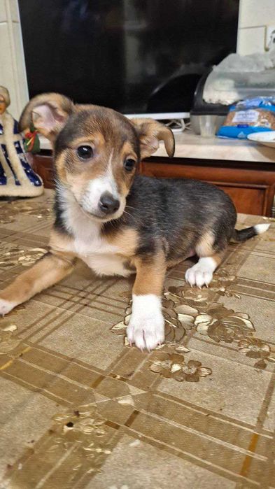 Цуценята віддам безкоштовно