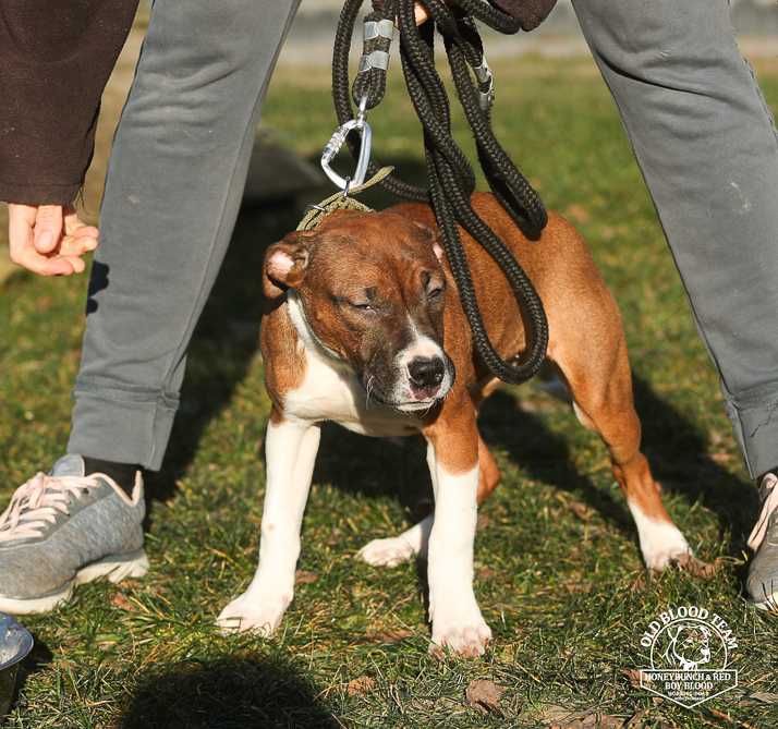 APBT Pit Bull Amstaff Staffik - import USA