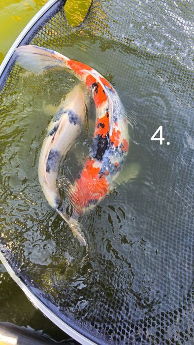 Karpie KOI showa, karasu, shiro, karashigoi, sanke