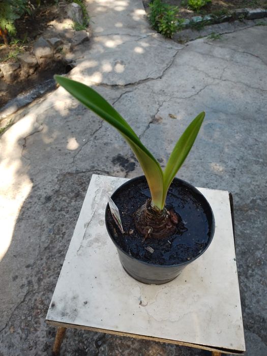 гіпеаструм амаріліс амариллис лілія кімнатна квітка кашпо