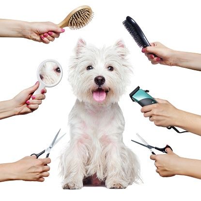 Salon groomer, psi salon kosmetyczny