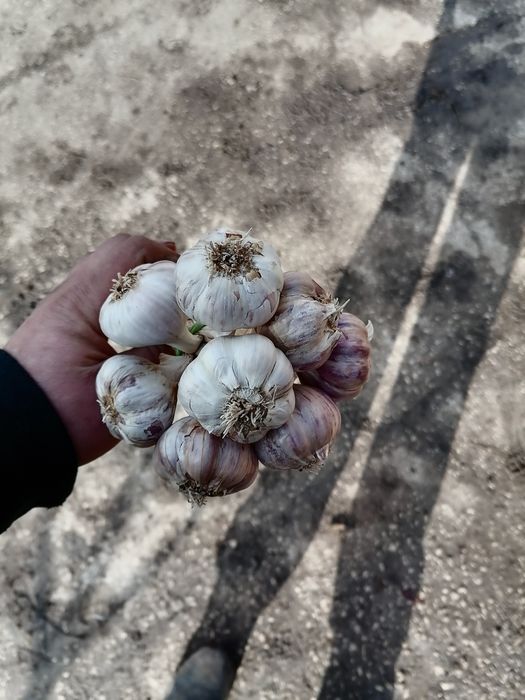 Czosnek 5,5 100 główek za 100 zł wysyłka paczkomat inpost prosto od ro