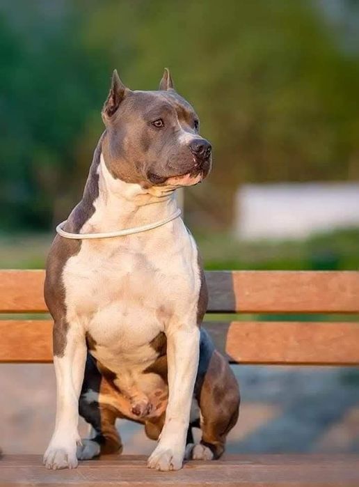 amstaff ZKwP FCI