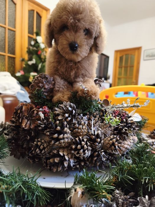 Той пудель дівчинка