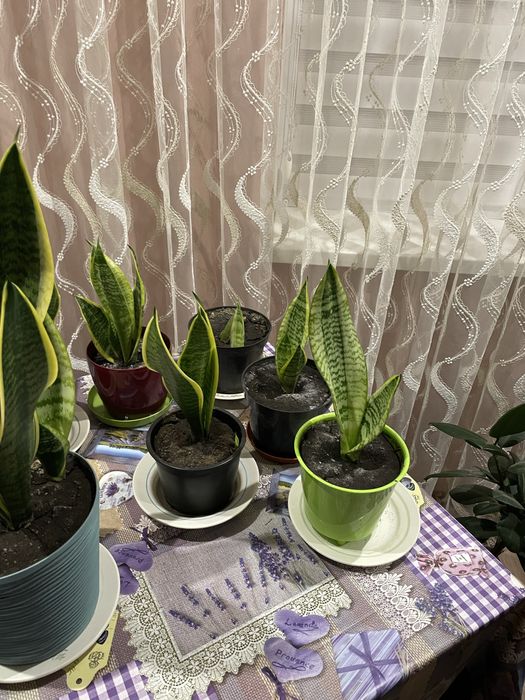 Сансев‘єрія,сансевієрія ,сансевиерия