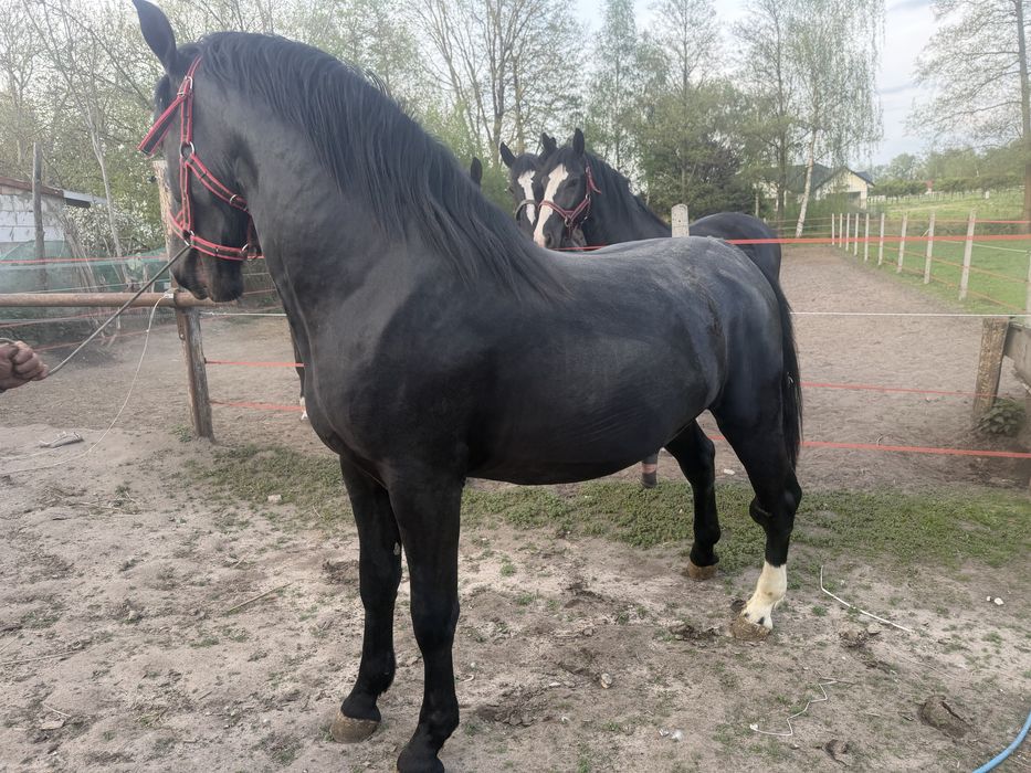 Ogier ślaski 2 lata