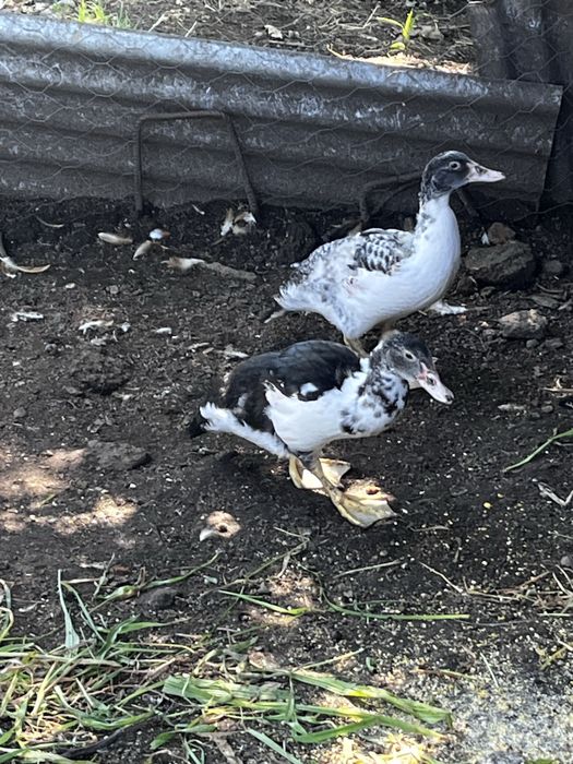 Patos machos a procura de novos donos