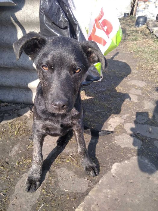 Отдам в добрые руки собака мальчик