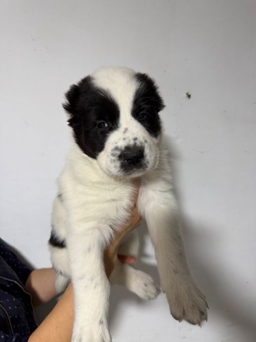 Продам цеценят алабая