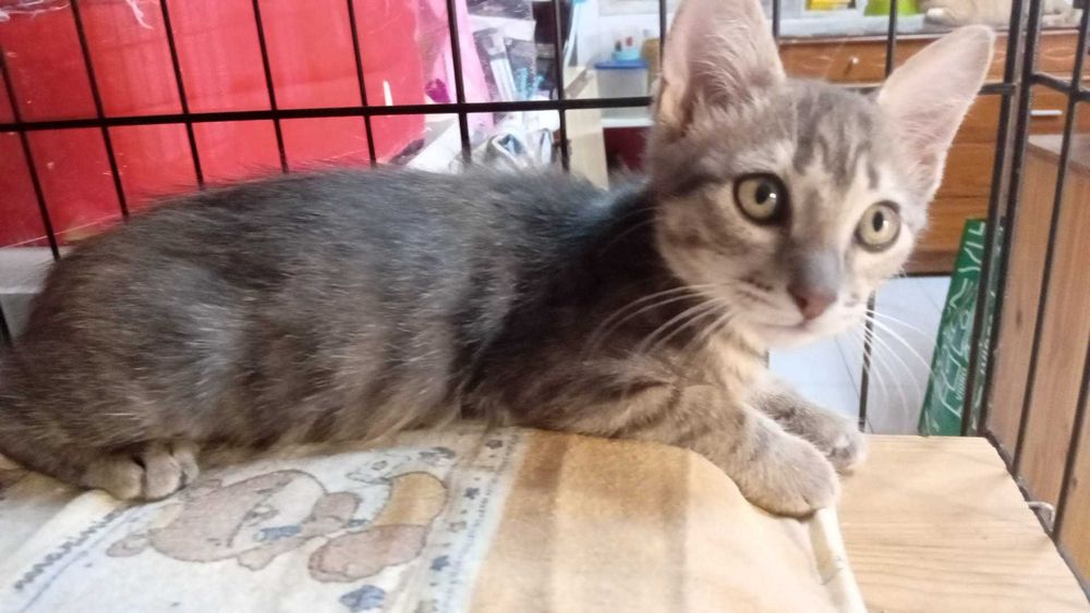 Gatos bebés para adoção consciente