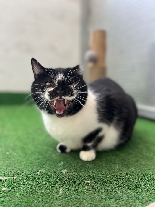 Petra- A “Refilona” que merece uma oportunidade!