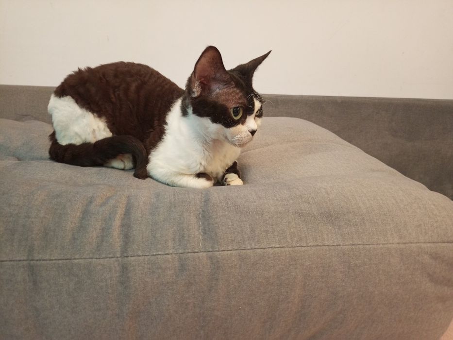 Dziewczynka rasy Devon Rex