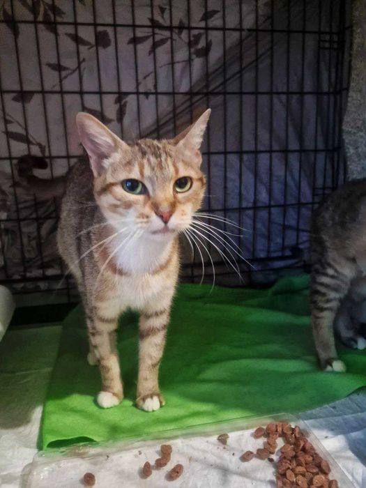 Неймовірно ласкава і класна киця Лейла шукає дім, 1.5 р, кішка, кошка