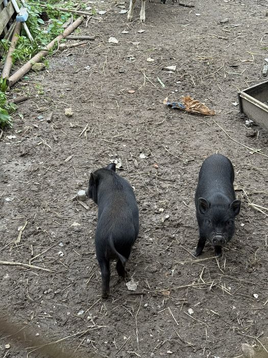 Porcos Vietnamitas criados ao ar livre