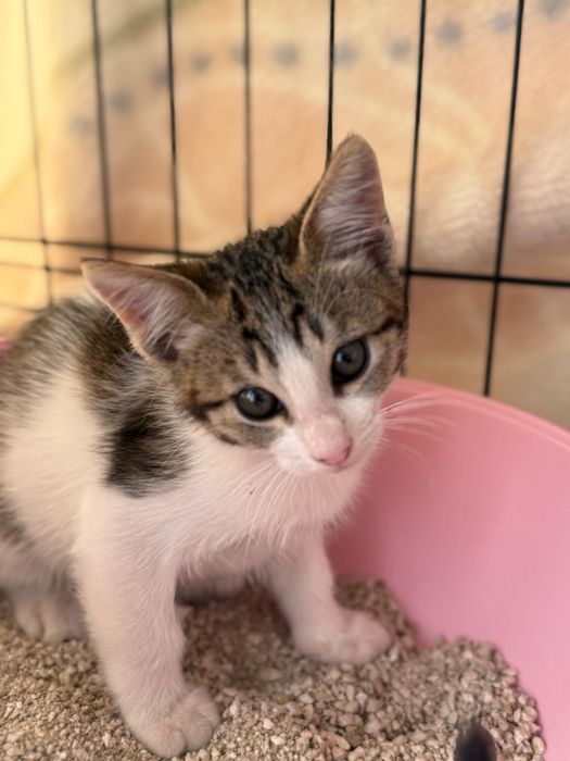 Gatinhos bebés para adoção responsável