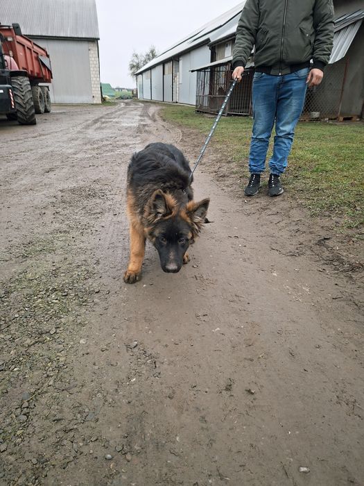 Suczka owczarek niemiecki