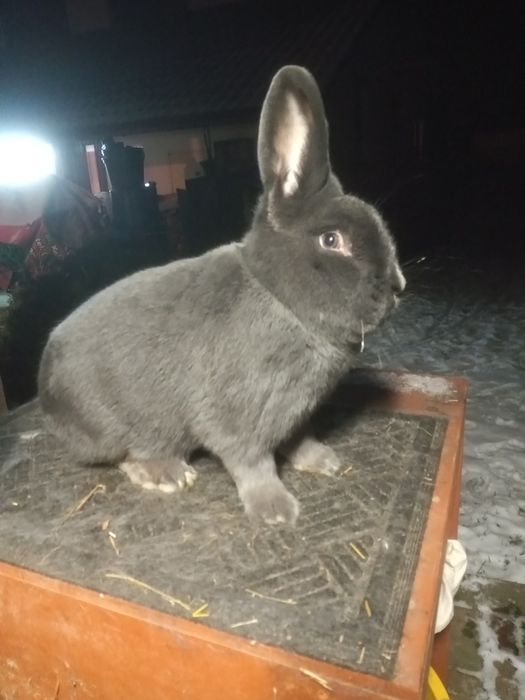 Królik, króliki wiedeński niebieski