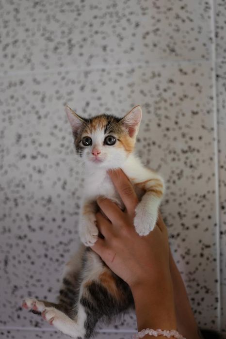 Do adopcji kocięta
