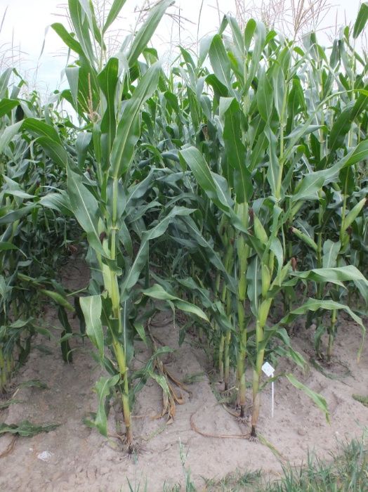 Nasiona kukurydzy ROBLETO kiszonka FAO 240 (80 tys.)