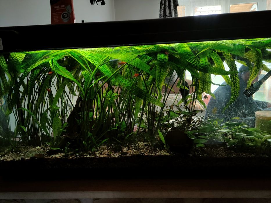 cryptocoryne karbowana