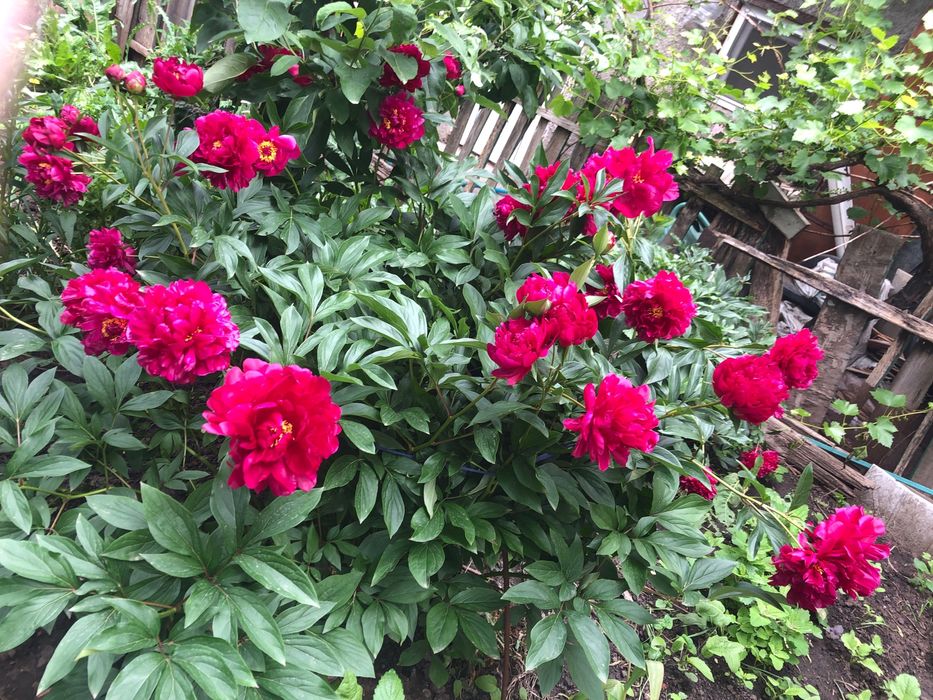 Пион - розовый , бордовый продам деленки