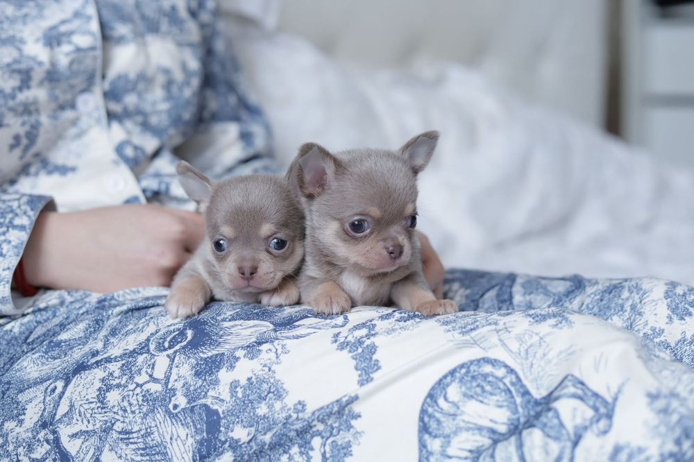 Chihuahua chłopak fci