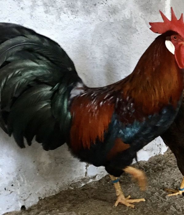 Galinhas leghorn /perdiz /branca/mil flores.