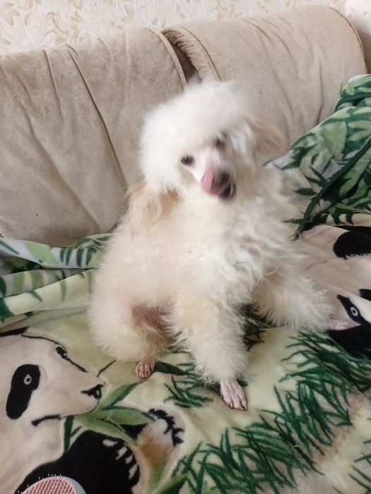 Той пудель дівчінка