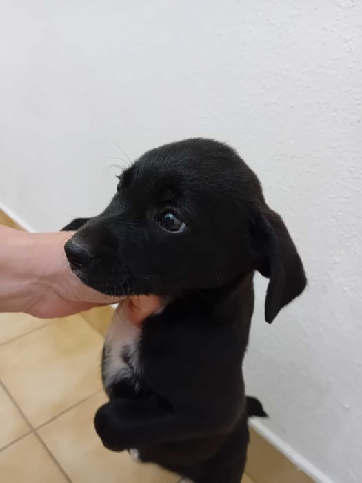 Dá-se 3 cadelinhas bebes urgente