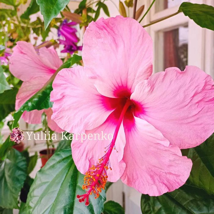 Вкорінені кущі Гібіскус рожевий великі квіти сортовий гибискус розовый