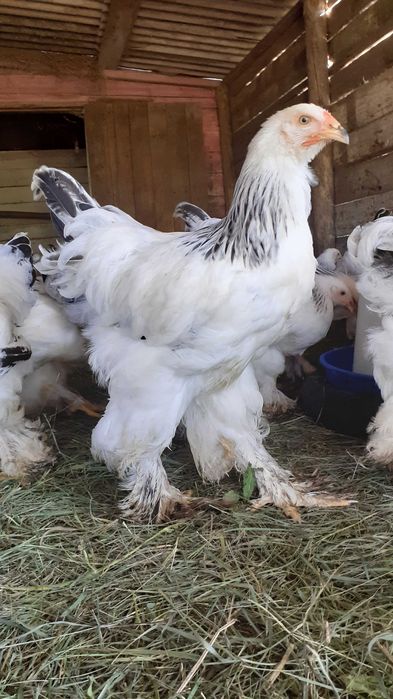 Курчата світла брама