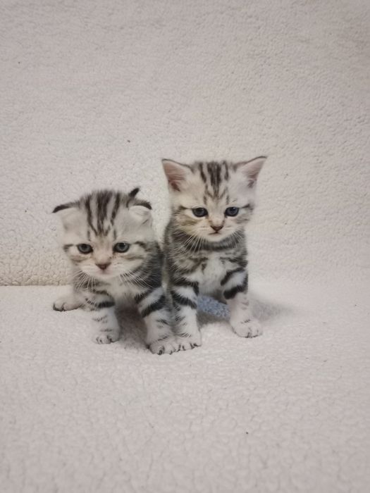 Продам мраморных котят.