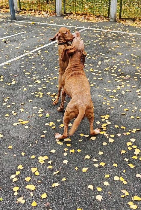 Угорська вижла/ розплідник КСУ-FCI/ Венгерская выжла