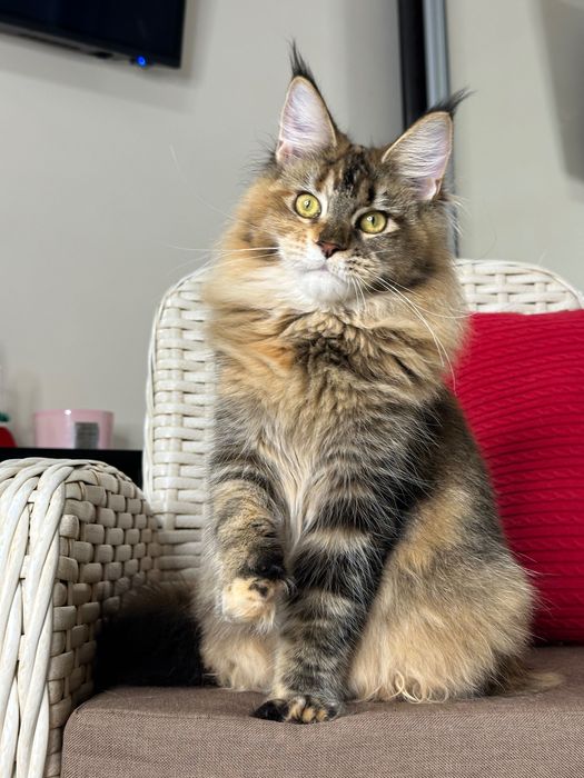 Charlotte-kotka Maine Coon