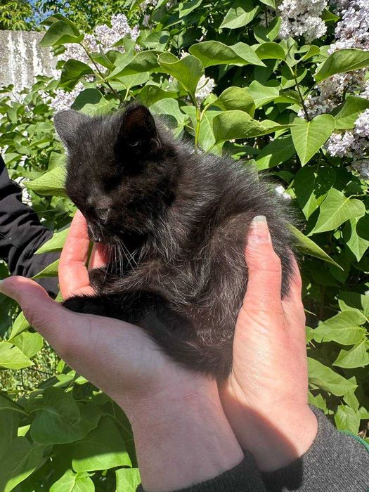 Кошеня, 1,5 місяців. Дівчинка в люблячу родину.