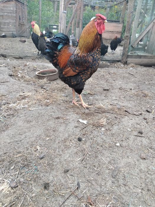 Silki, kury ozdobne,  sileczki, silka, wyandotte,  jersey giant