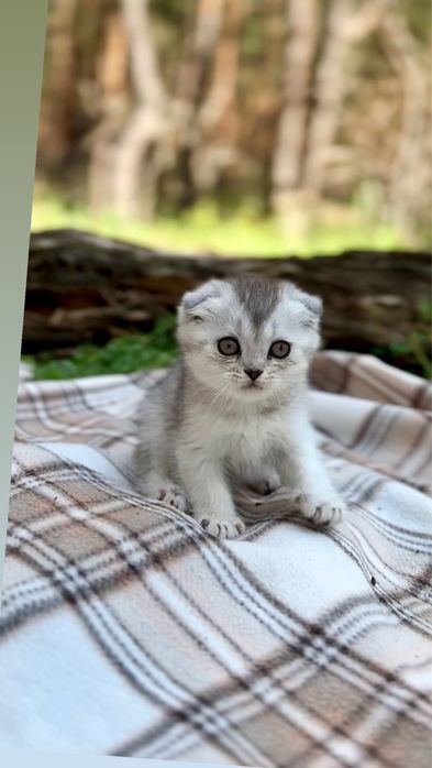 Породні шотландські котенята висловухі чистокровні срібна шиншила