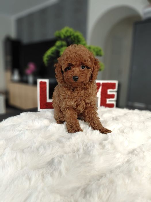 Pudel Toy Red Piesek